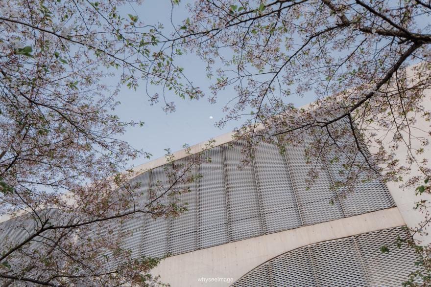 樱花+龙美术馆丨中国上海丨大舍建筑设计工作室-132