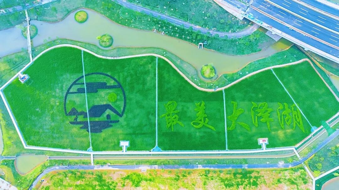 长沙人，周末+1！大泽湖近自然湿地公园惊艳亮相-7