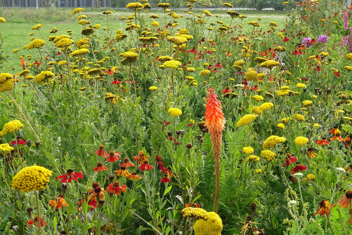 荷兰线性公园丨LOOSvanVLIET-15