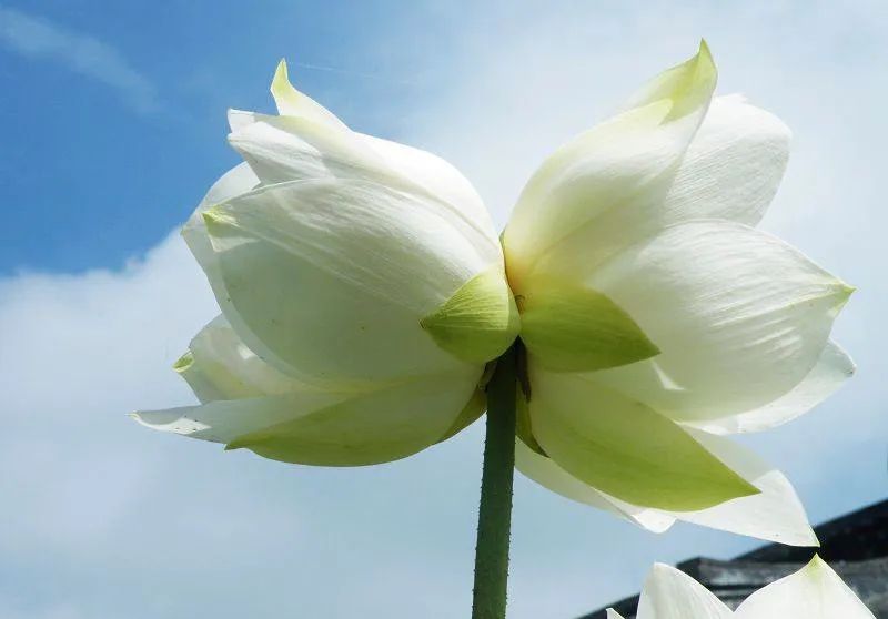 恒大新球场“莲冠”方案亮相,现代科技感十足-9