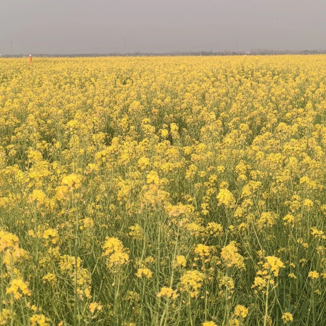 【一线写真】钢筋铁骨“酿出”温柔的春天-23
