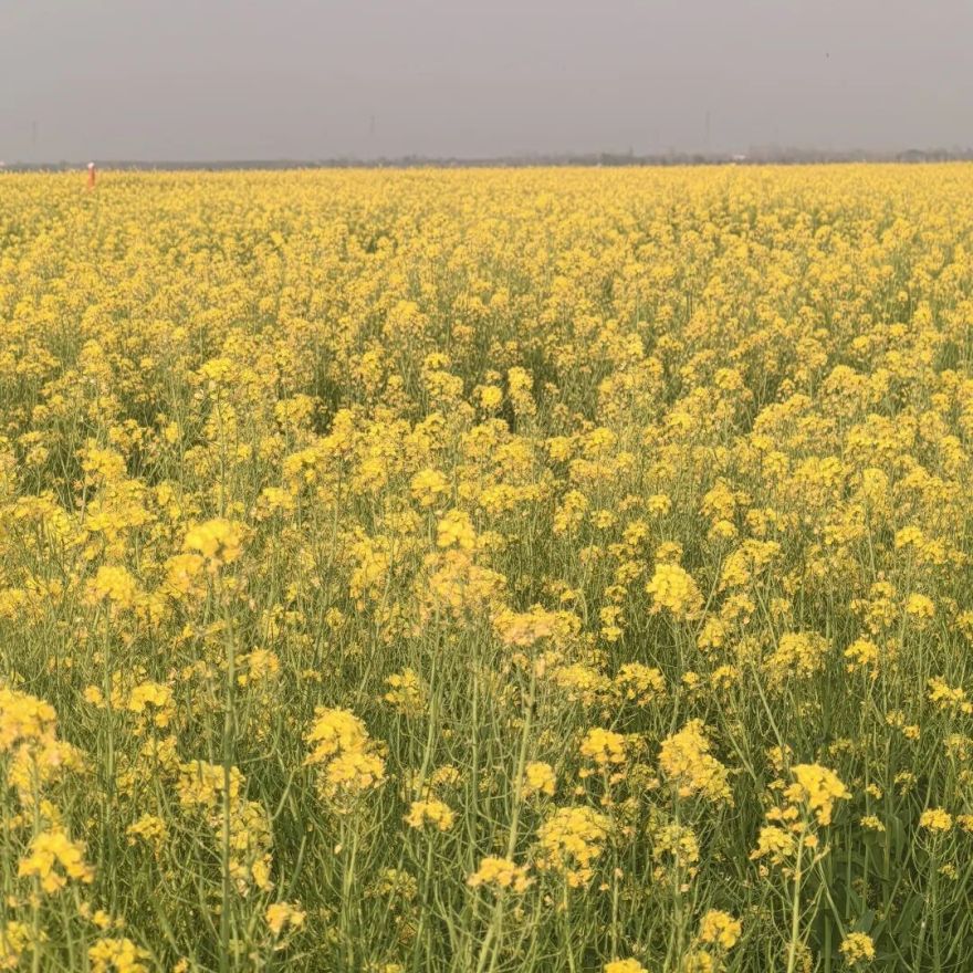 【一线写真】钢筋铁骨“酿出”温柔的春天-23