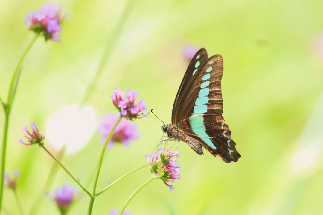 地球日特辑 | 社区花园VS城市生境-121