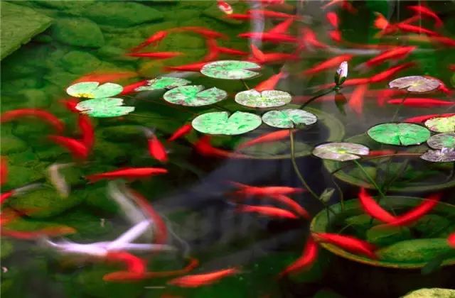 文艺大叔租下8亩林场，花16年种花养草，如今惊艳世人，连美国杂志都给他点赞-149