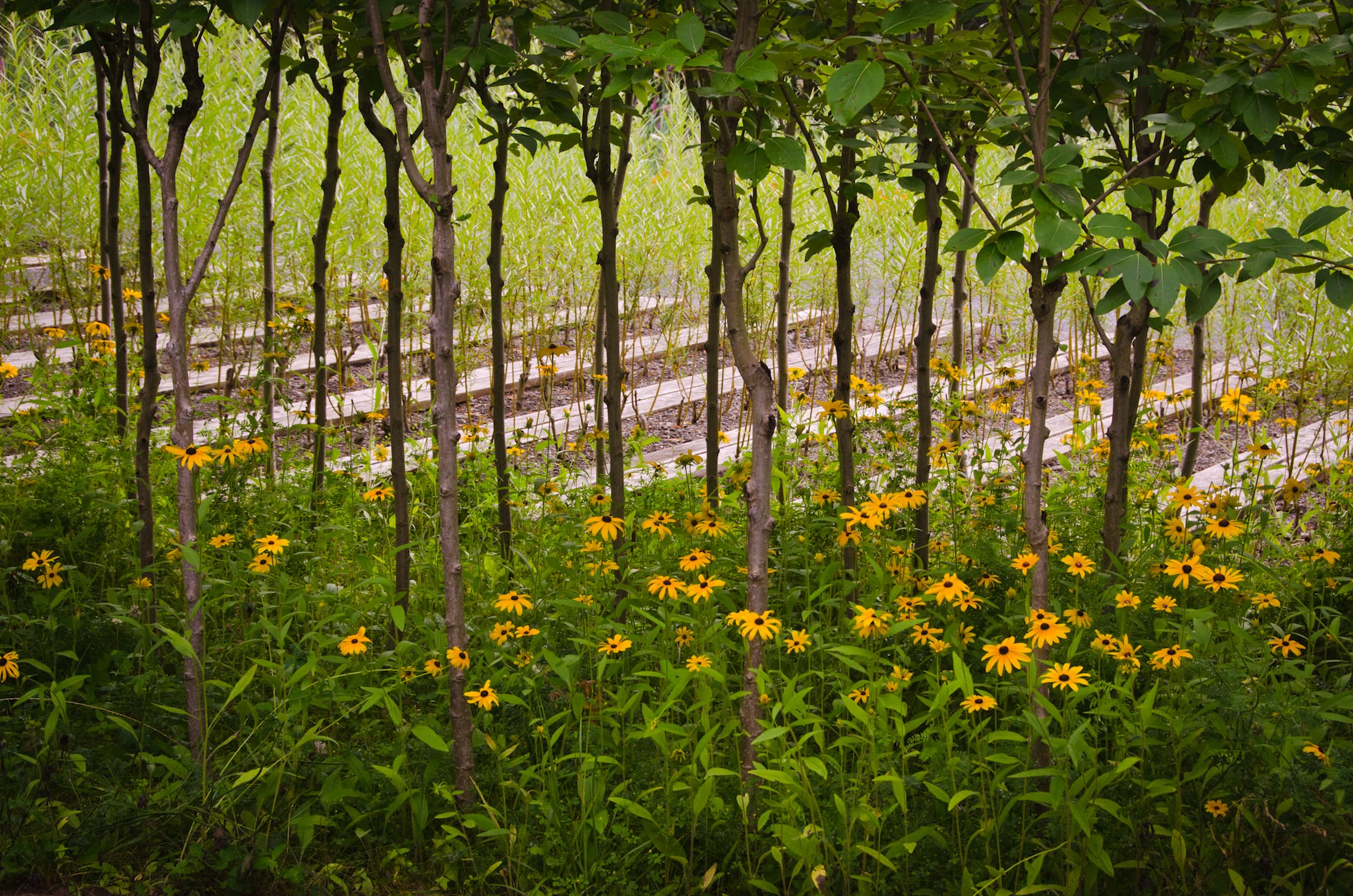 2019加拿大国际花园节（第二部分）,Reford Gardens-98