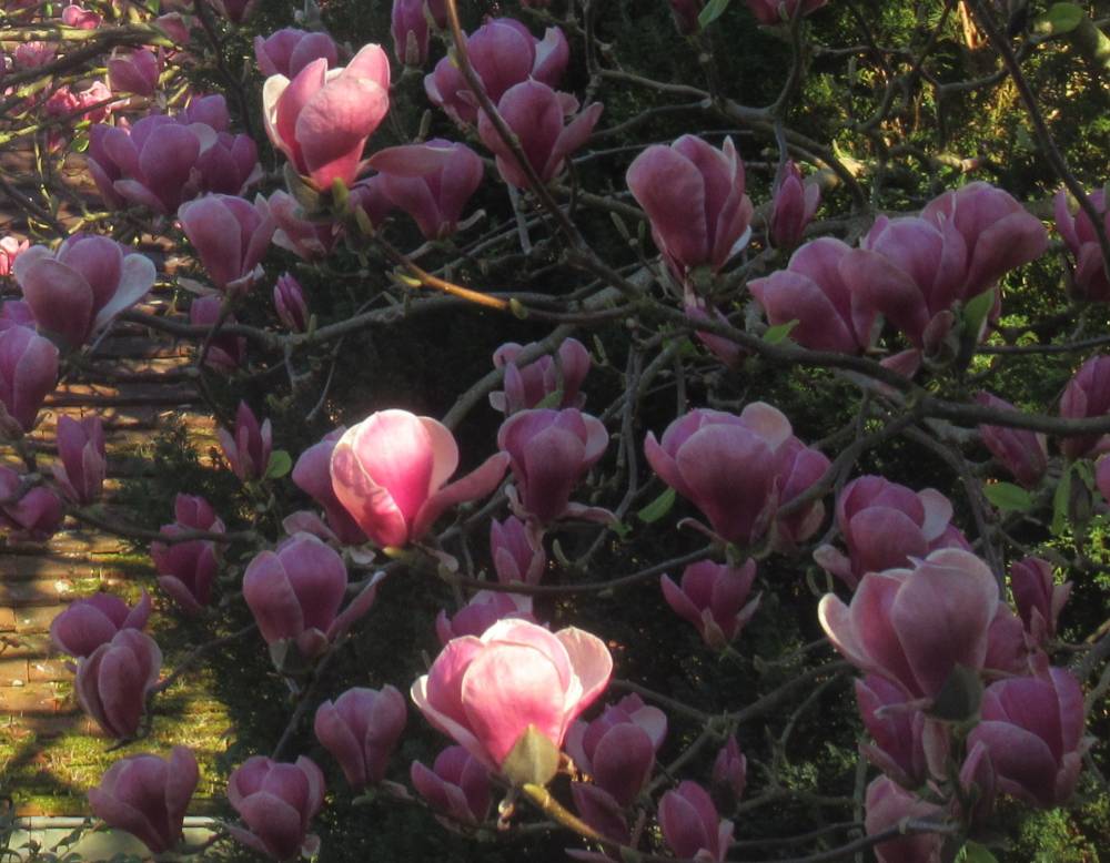 Jardin Botanique de La Petite Rochelle (61)-9