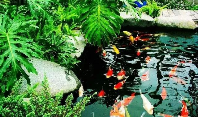 鱼池之美-2