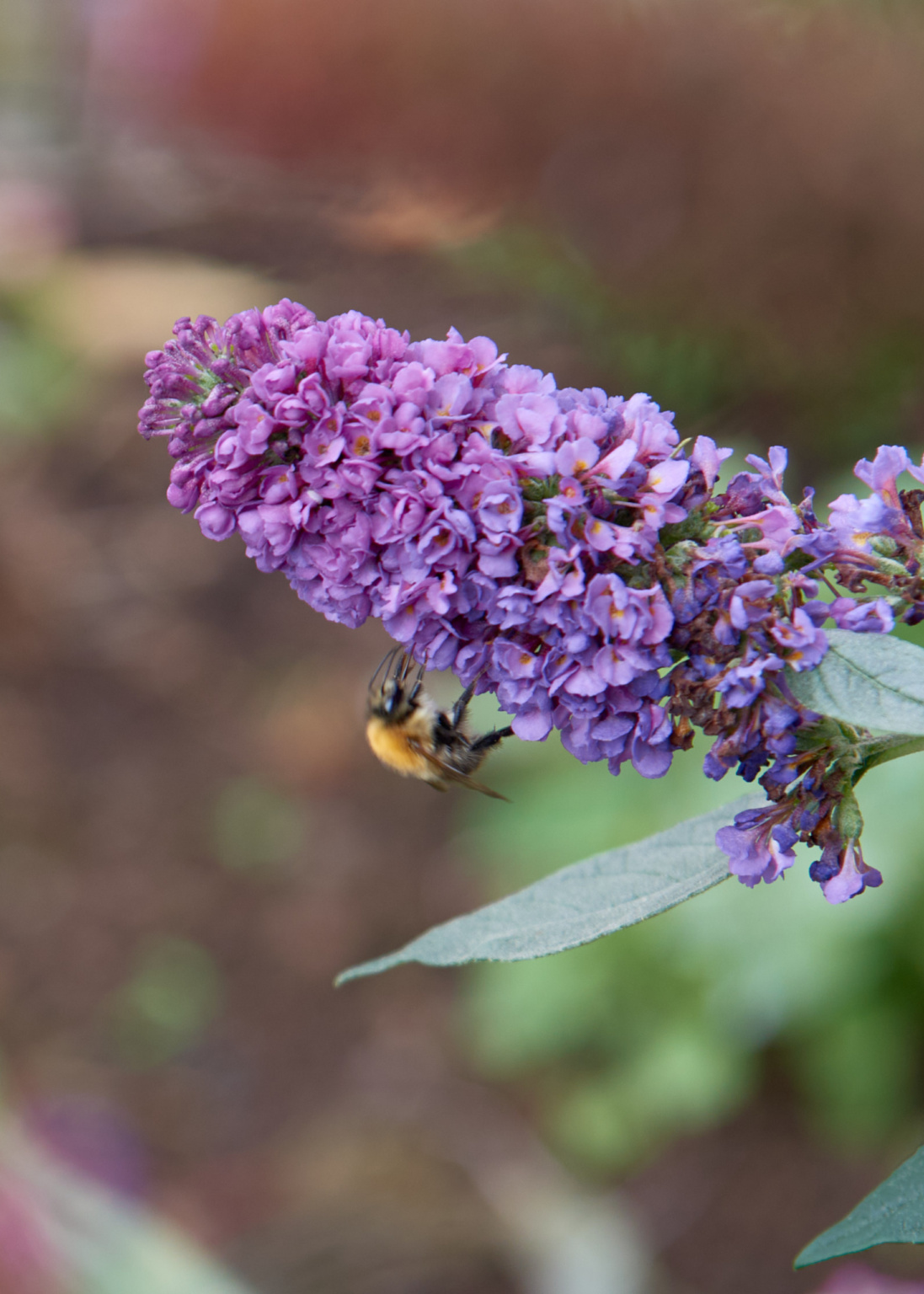 丨英国布里斯托尔-113