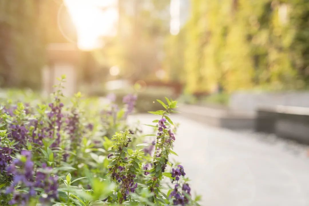广州东塔(周大福金融中心)丨中国广州丨泰国P Landscape,普邦设计-46
