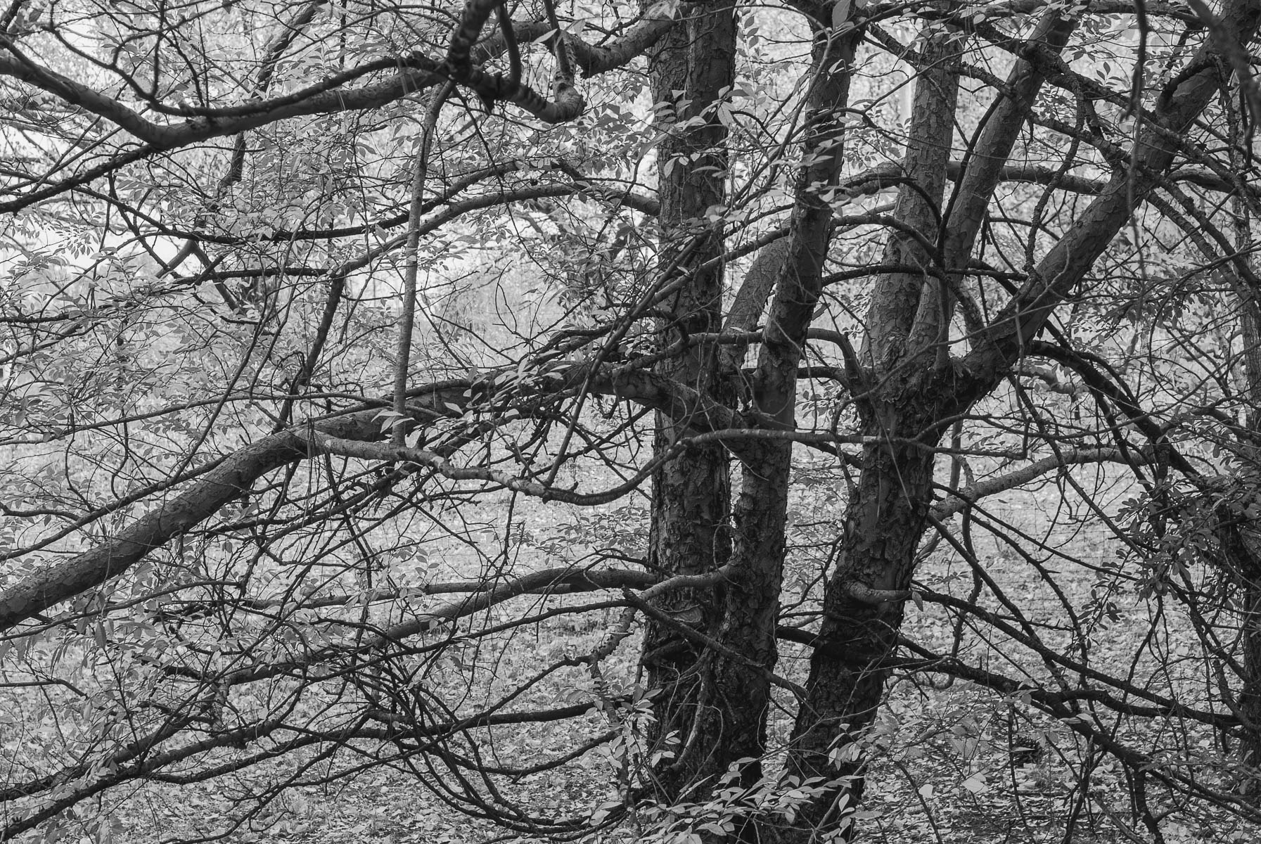Autumn Monochromes in Anaiwan and Kamilaroi Country-4