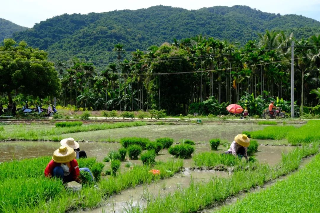 融入自然的艺术之旅 | 大茅远洋生态村艺术家团队踏勘纪实-36