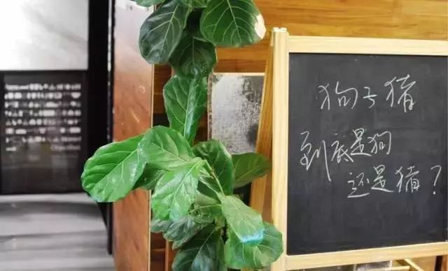 她在楼顶悄悄建了一座梦想花园，美翻了！这才是把日子过成诗的样子-28