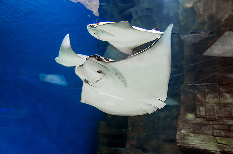 莫斯科海洋馆155立方米鳐鱼海洋水族缸-28
