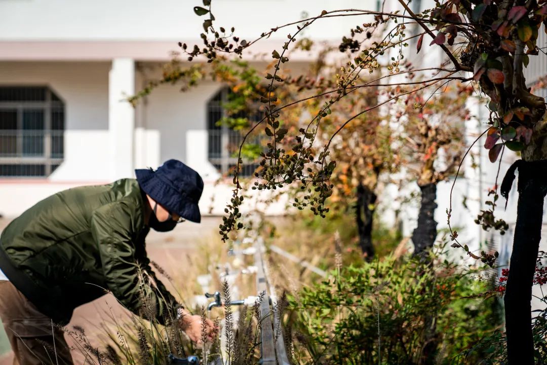 彩叶化树种装点昆山校园丨中国江苏丨上海亦境建筑景观-120