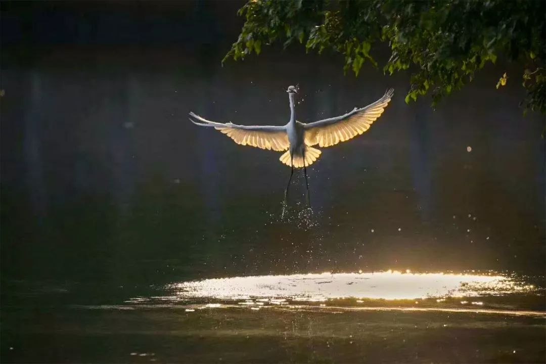 他在20楼挖池塘、造园子，把家改成空中花园，只花3000元-86