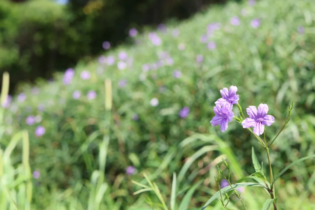 焕新！李子坝片区“两江四岸”治理提升工程基本完工-20