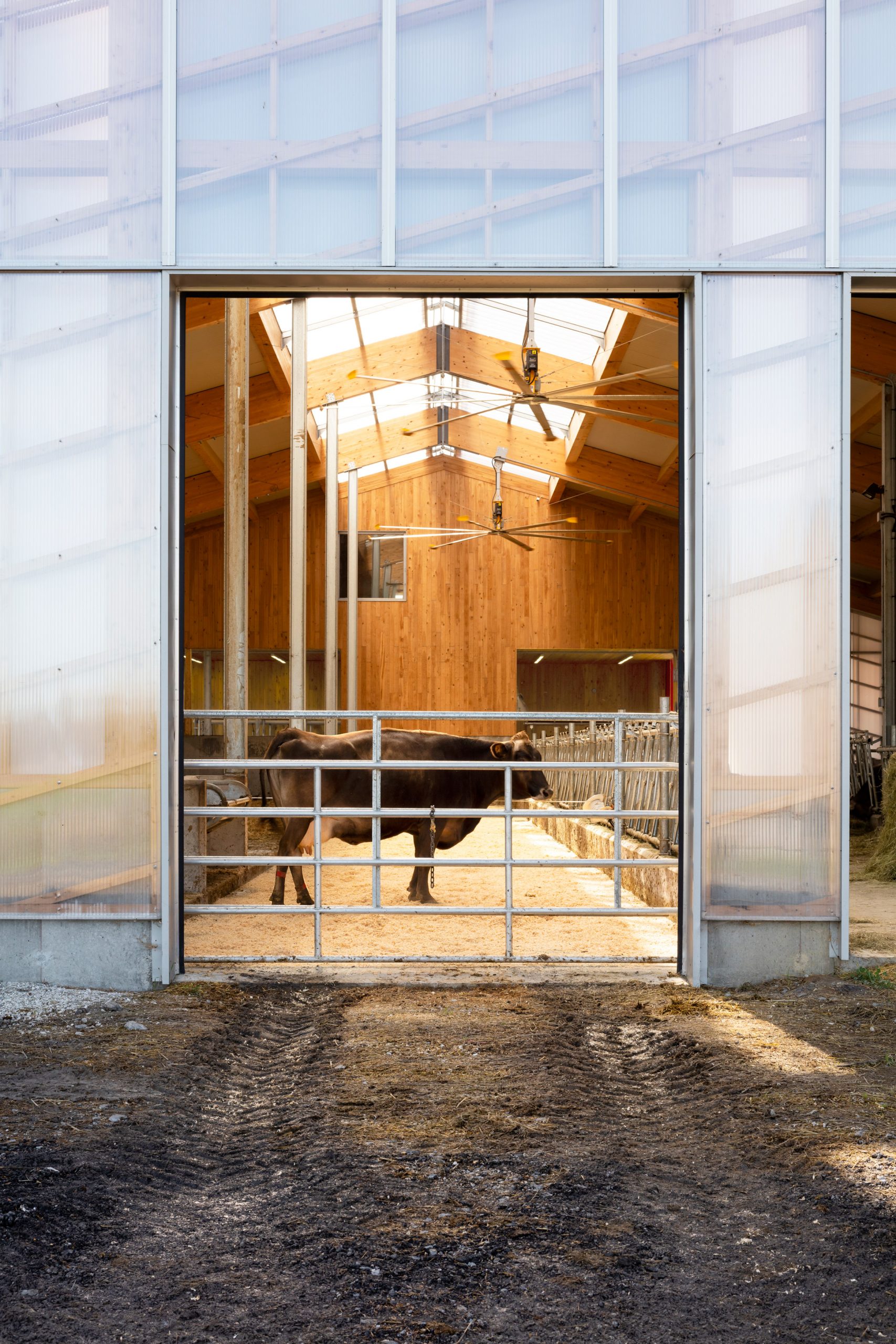 农舍新视野 | Quebec 有机奶牛场透明谷仓营造舒适生活-14