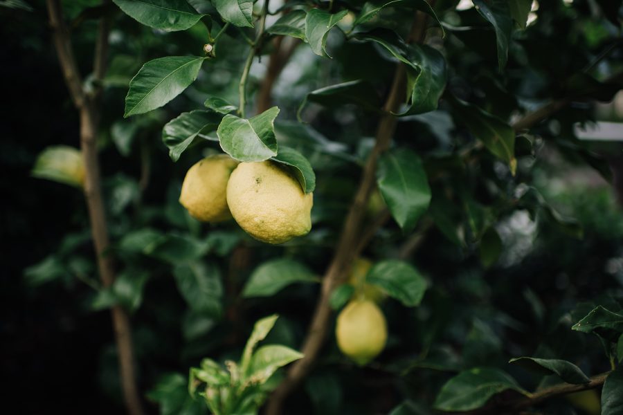 赫斯基森项目  GNK景观设计公司（这里GNK为特定名称，若无更多背景难以更精准翻译，推测一般为专业领域的公司名称，Landscapes可理解为景观设计公司等相关含义） -16