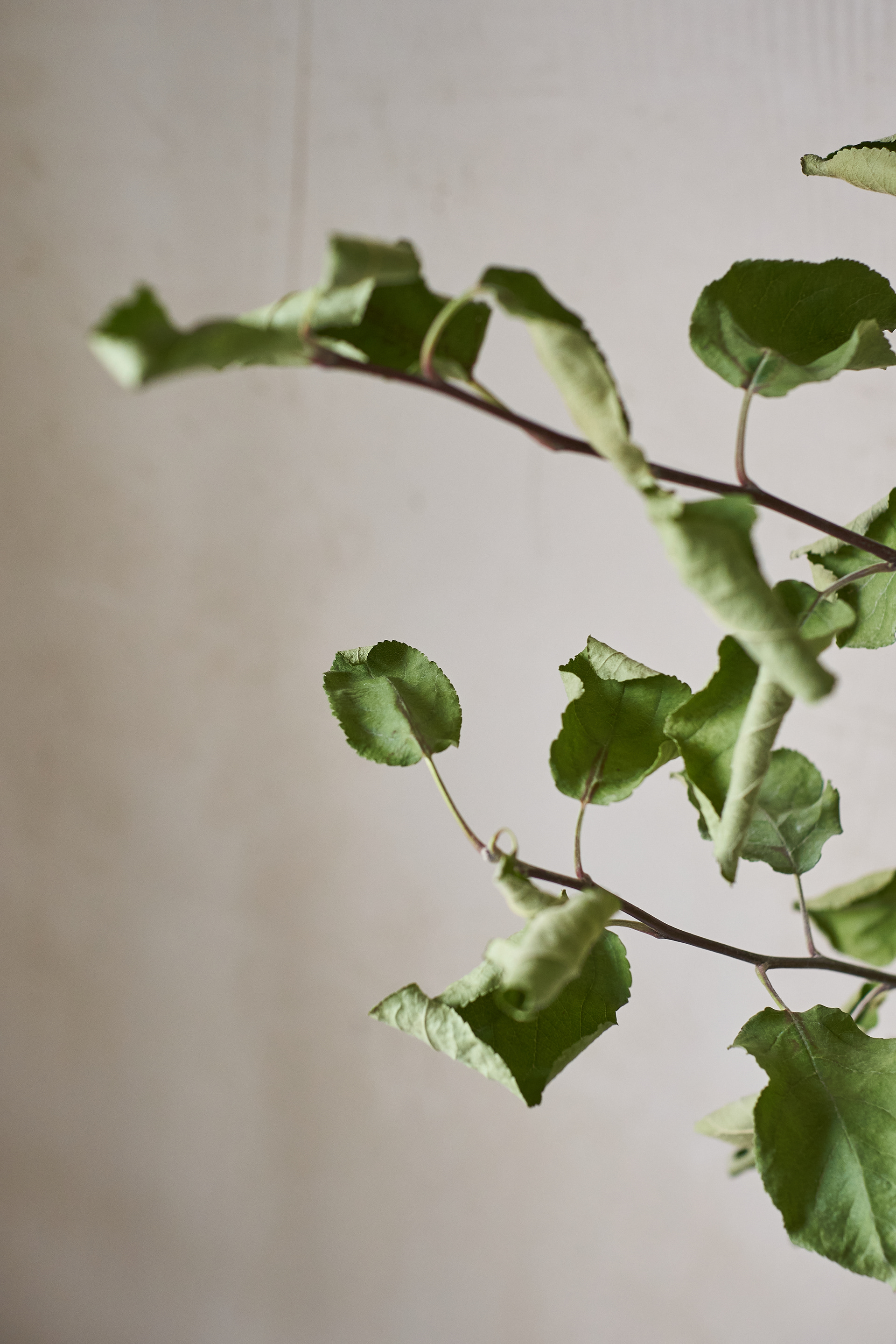 动物弹出窗口丨俄罗斯圣彼得堡丨DA Bureau-19