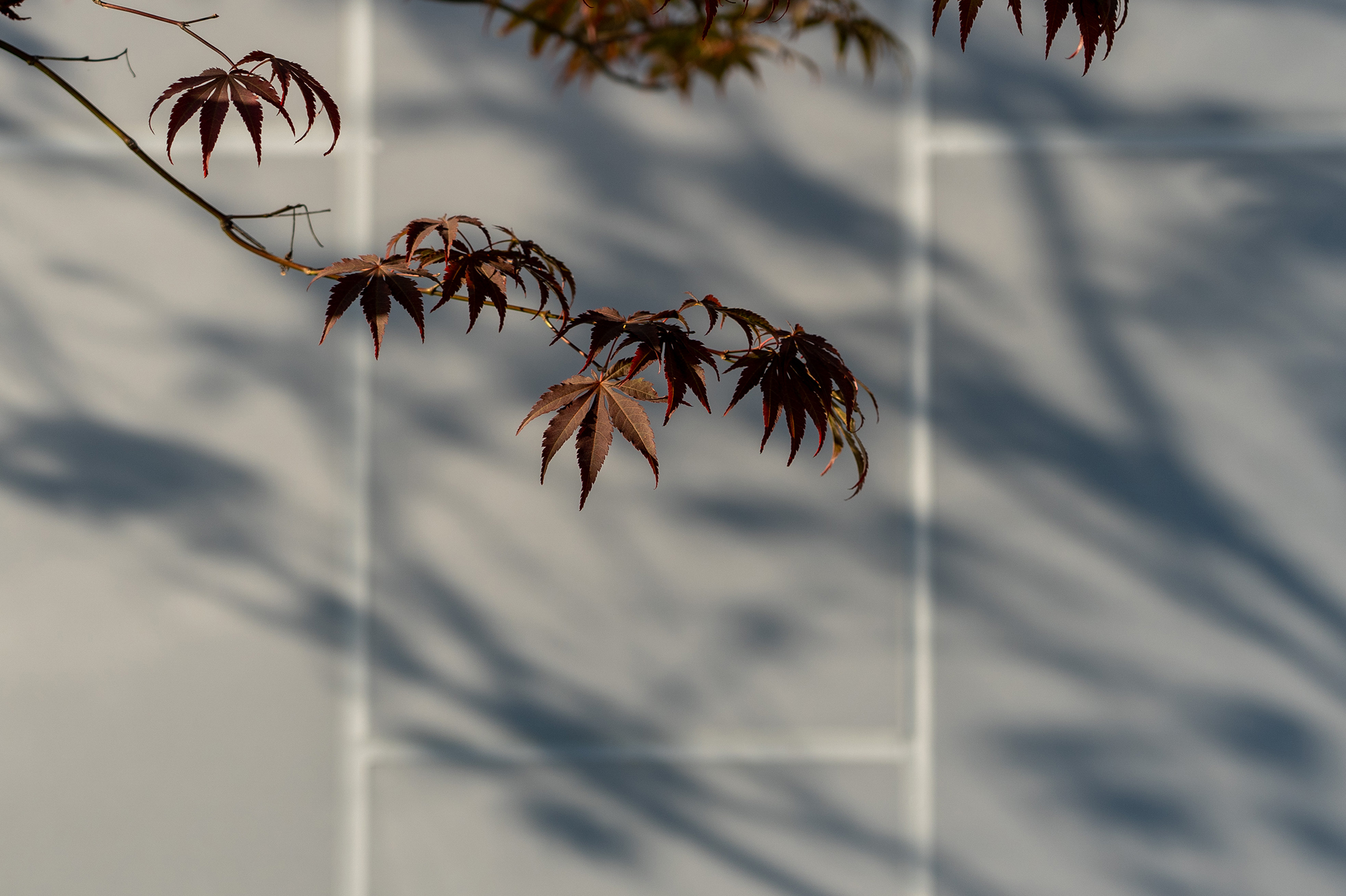 乐陵·天泰城（示范区）-36