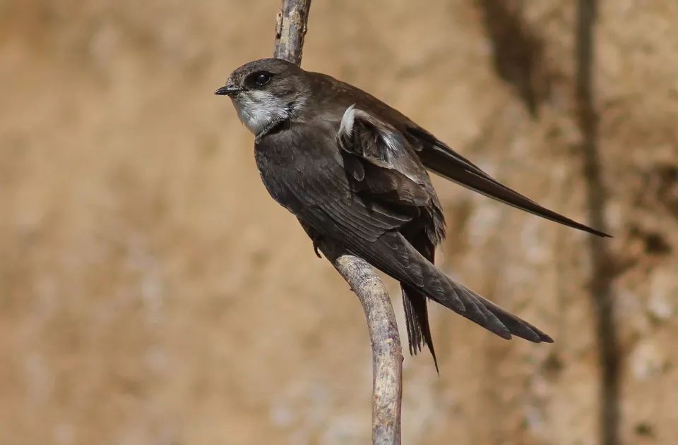 荷兰"鸟蛋"观鸟屋，生态与设计的完美结合-24