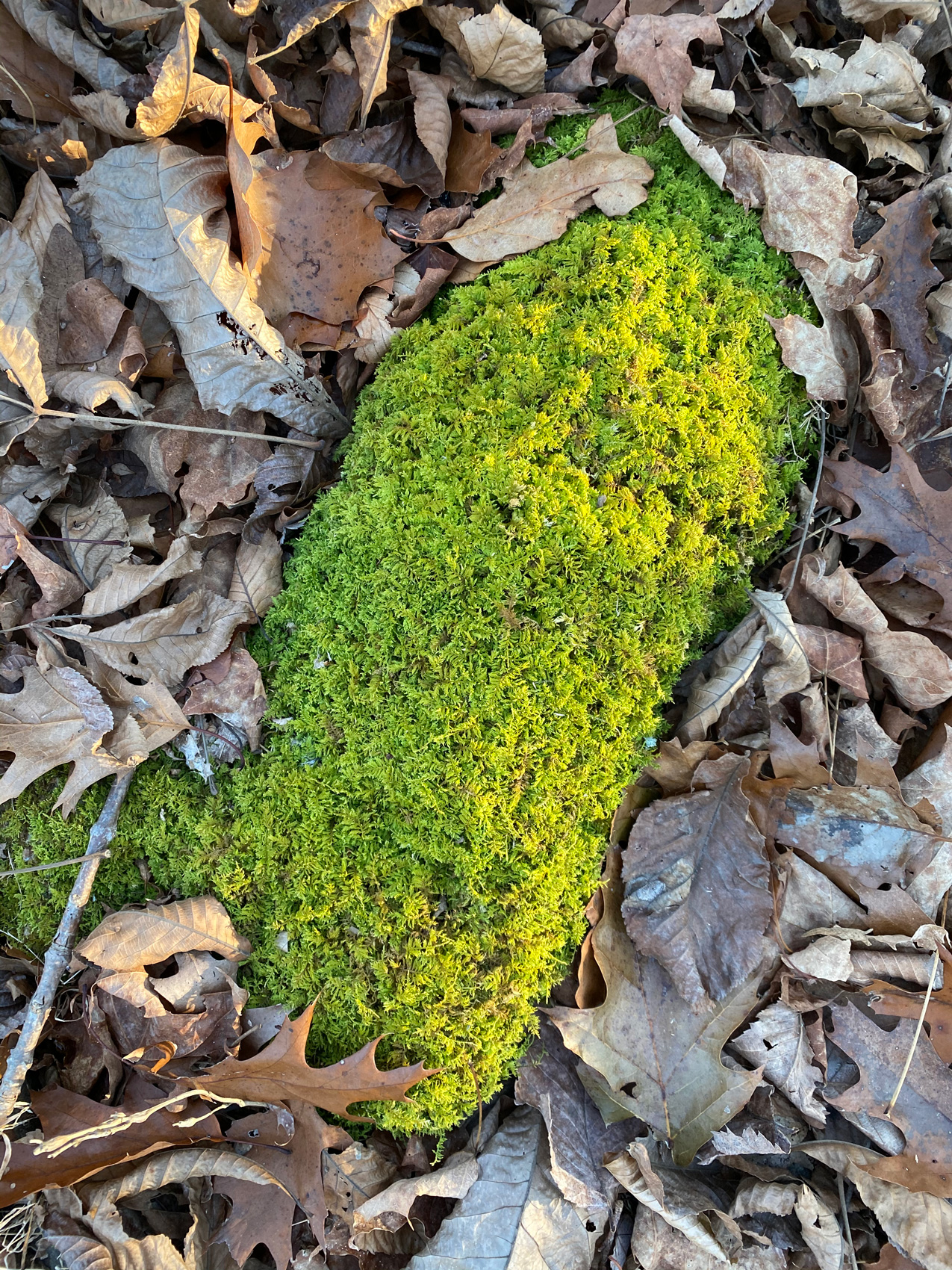 WATERSHED HOUSE MICHAEL K CHEN-14