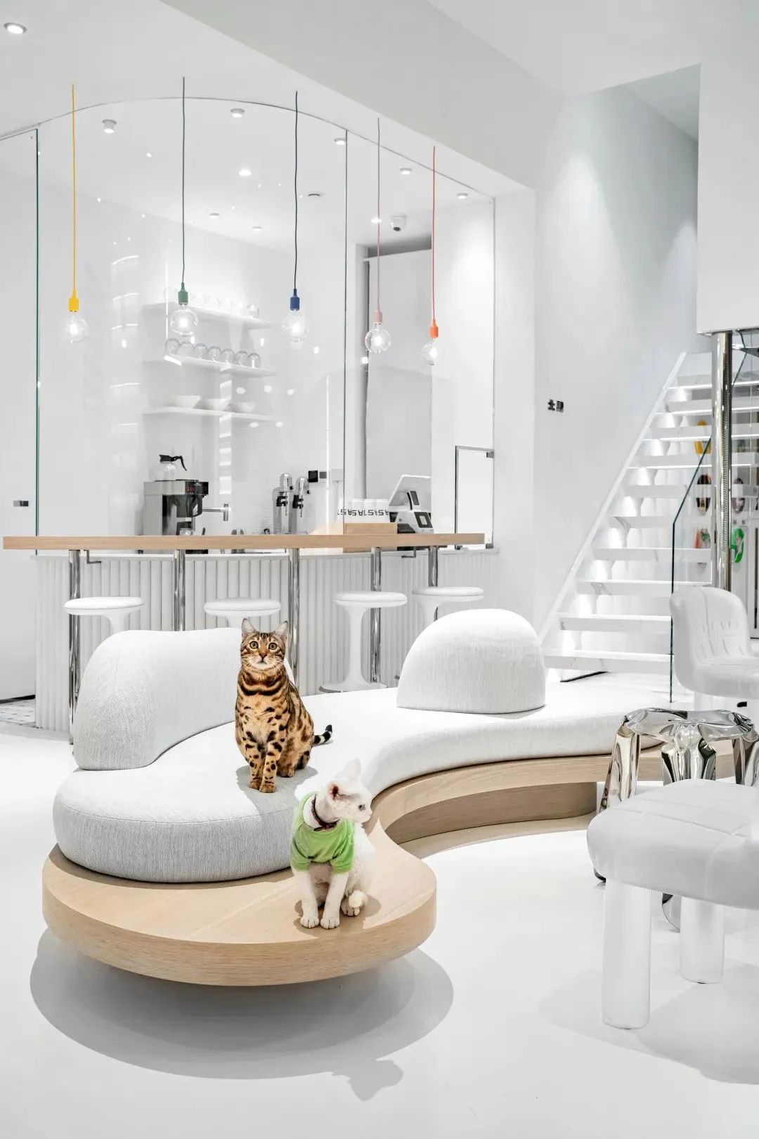 来自铲屎官的宠爱，一个高颜值人气猫咖-1