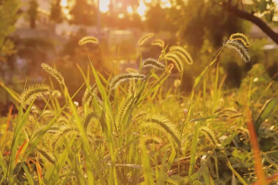 地球日特辑 | 社区花园VS城市生境-123