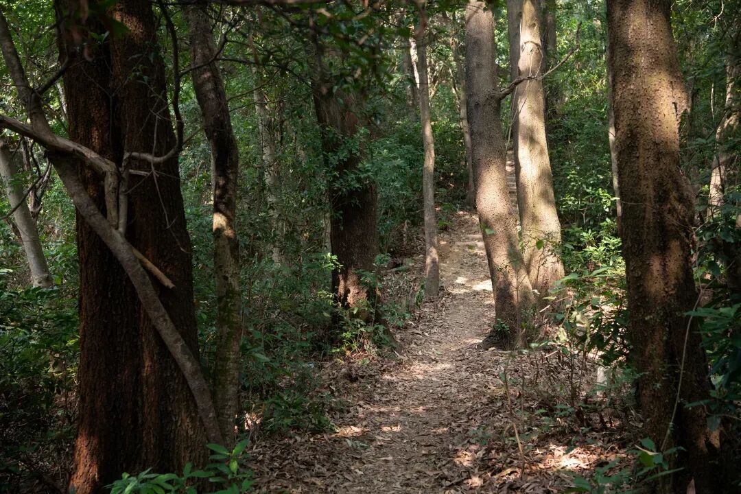 未名新作|山野有乾坤都市藏鲲鹏-深圳山海连城计划罗湖区东湖公园郊野径-莲塘口岸线-5