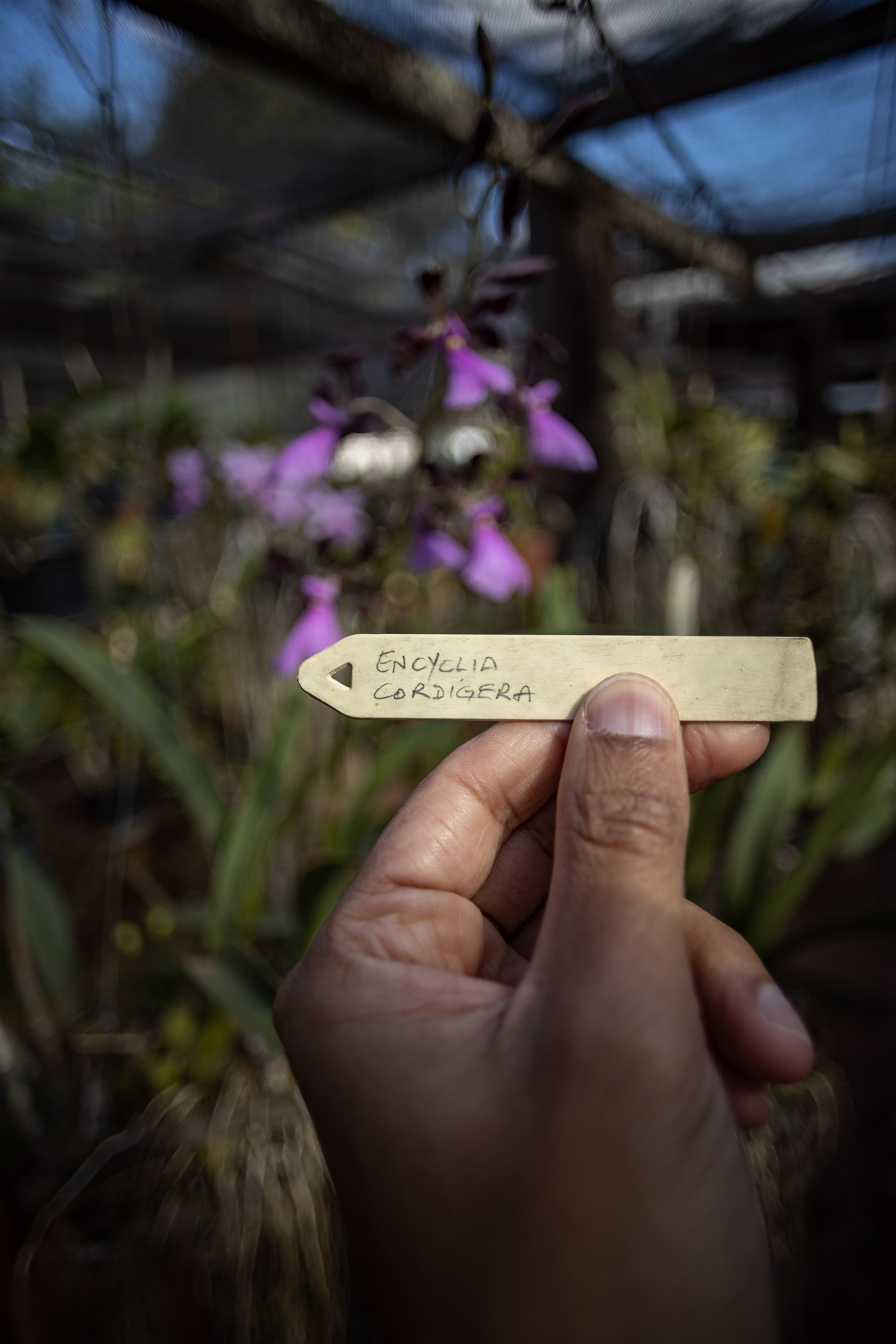 室内植物设计-12