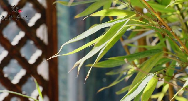 束河伽叶 丨 转不完的乡居，拍不完的风景-48