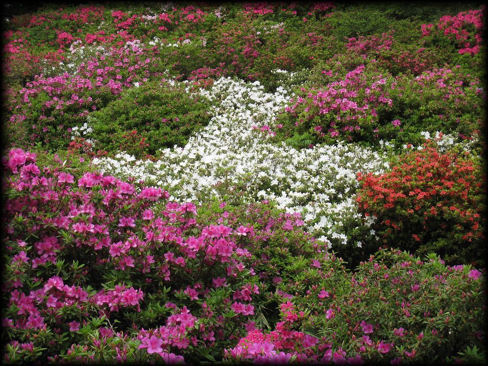 六义园丨日本京都-11