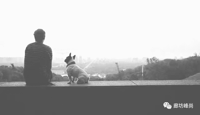 陪伴者 · 现代简约风格猫狗家居设计丨中国廊坊丨廊坊峰尚设计组-1