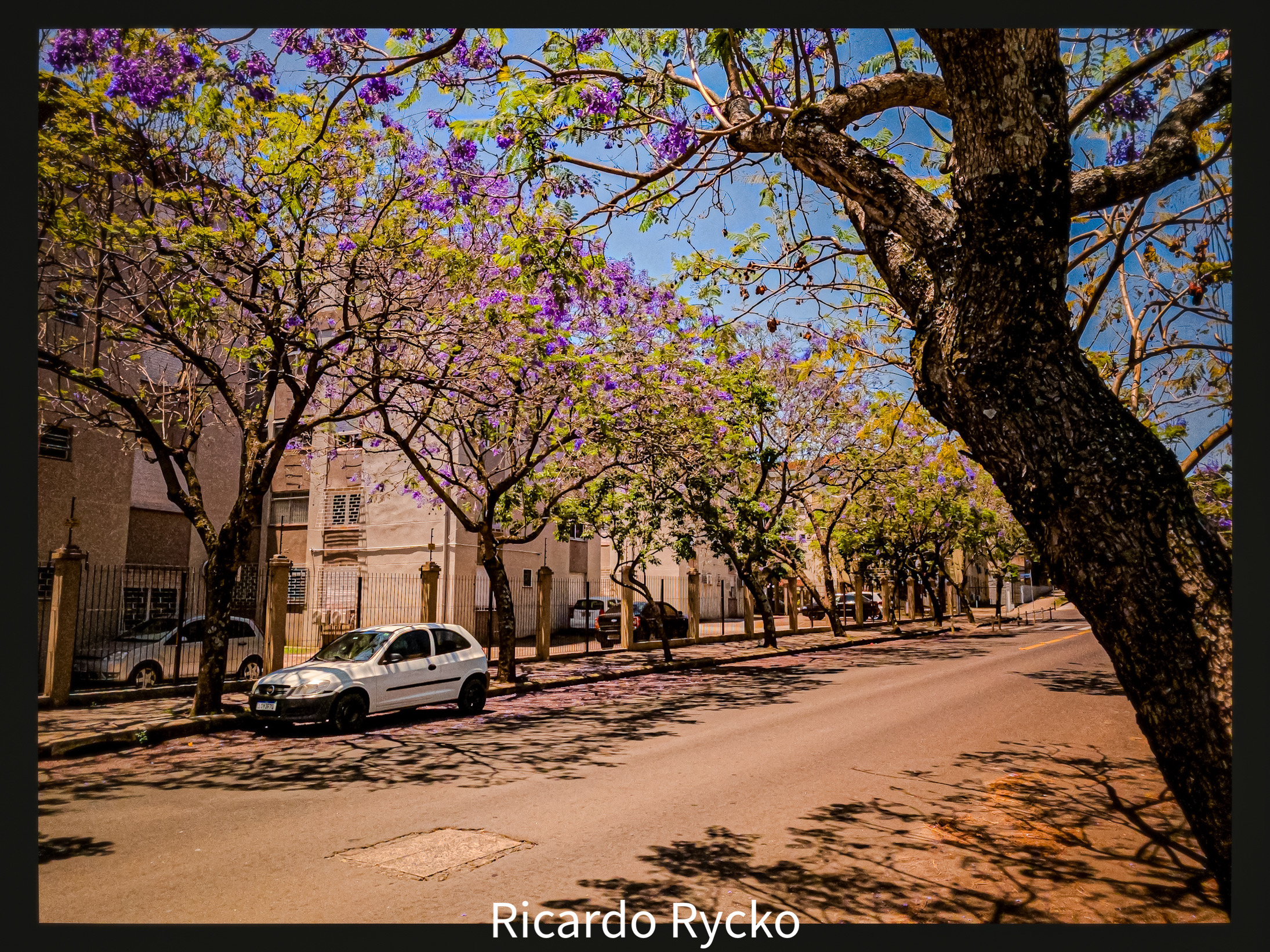 世界上的树木丨Sylvie D.-97