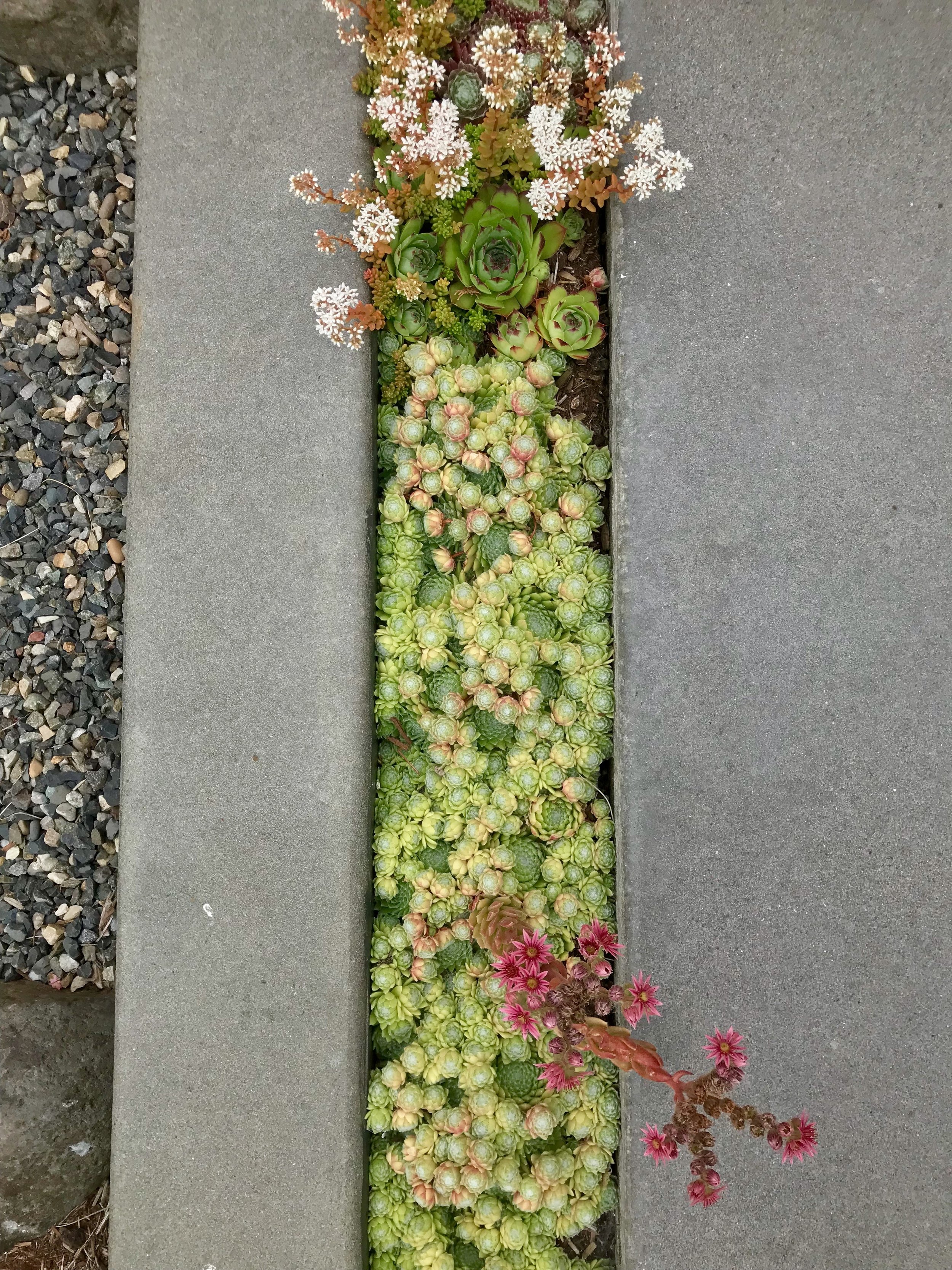 哥伦比亚城某住宅前院景观重新设计丨Alyse Lansing-15