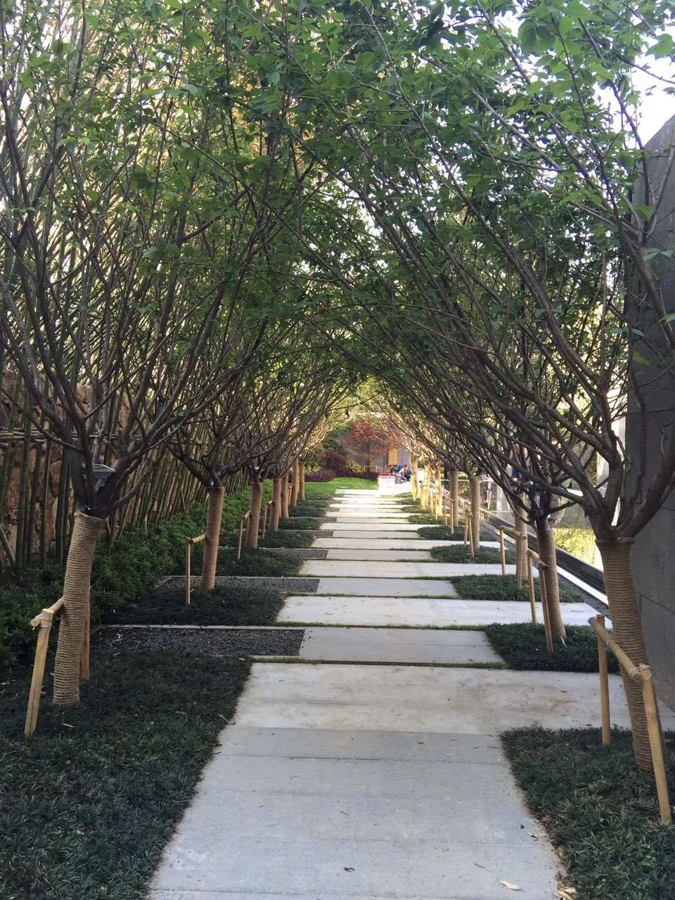 园路列植设计丨上景总工办-94