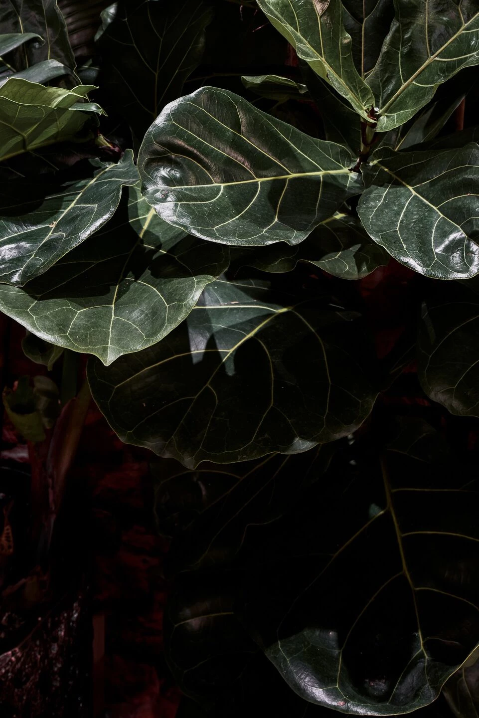 可可可小酒馆丨俄罗斯圣彼得堡丨不详-22