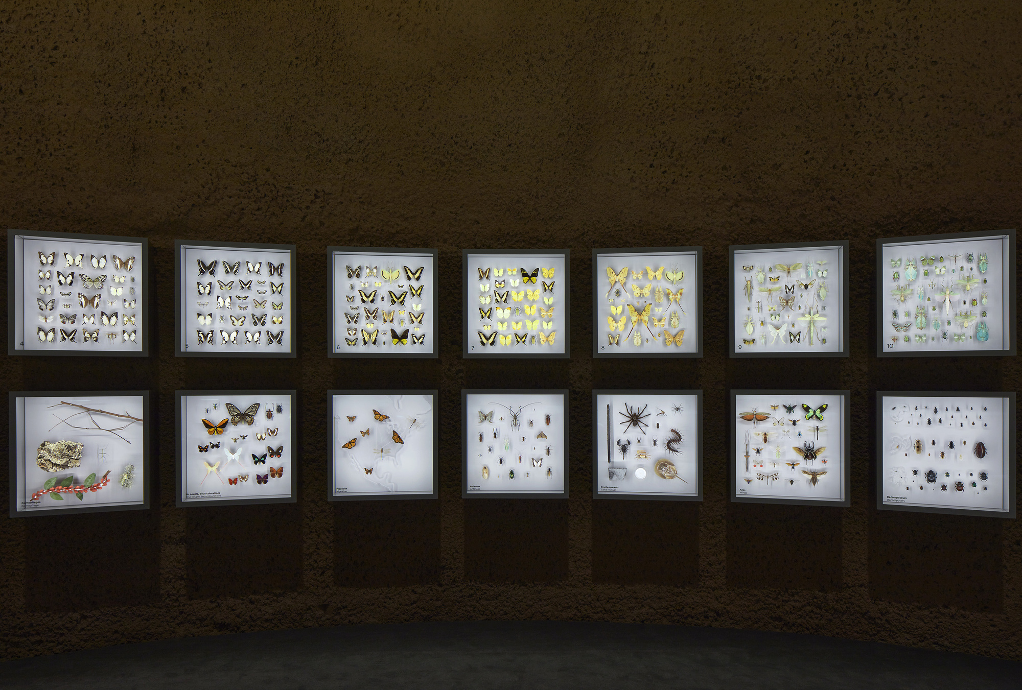 蒙特利尔昆虫馆丨加拿大蒙特利尔-33