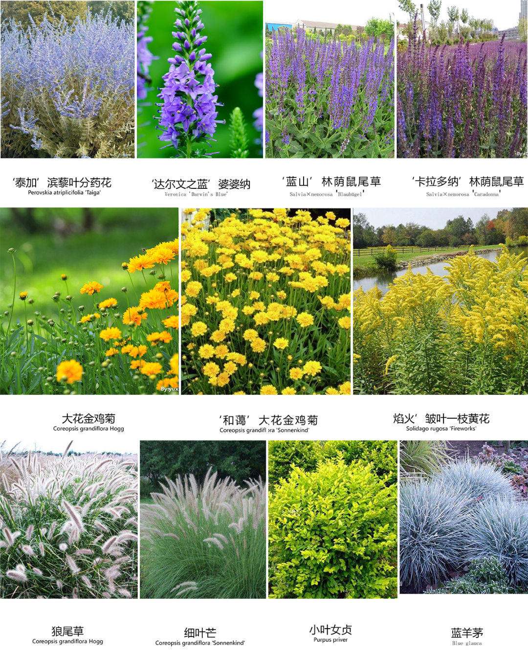 梵高梦花园丨中国深圳丨木杉景观-33