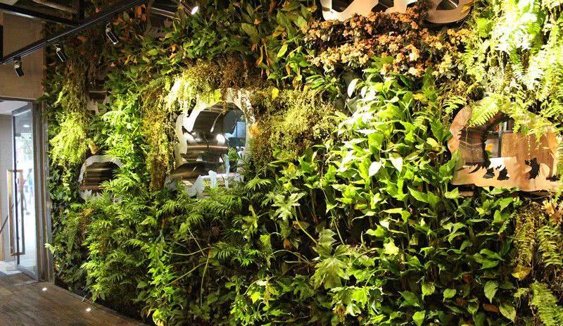 深圳宝安40万㎡植物墙打造绿色城市-4