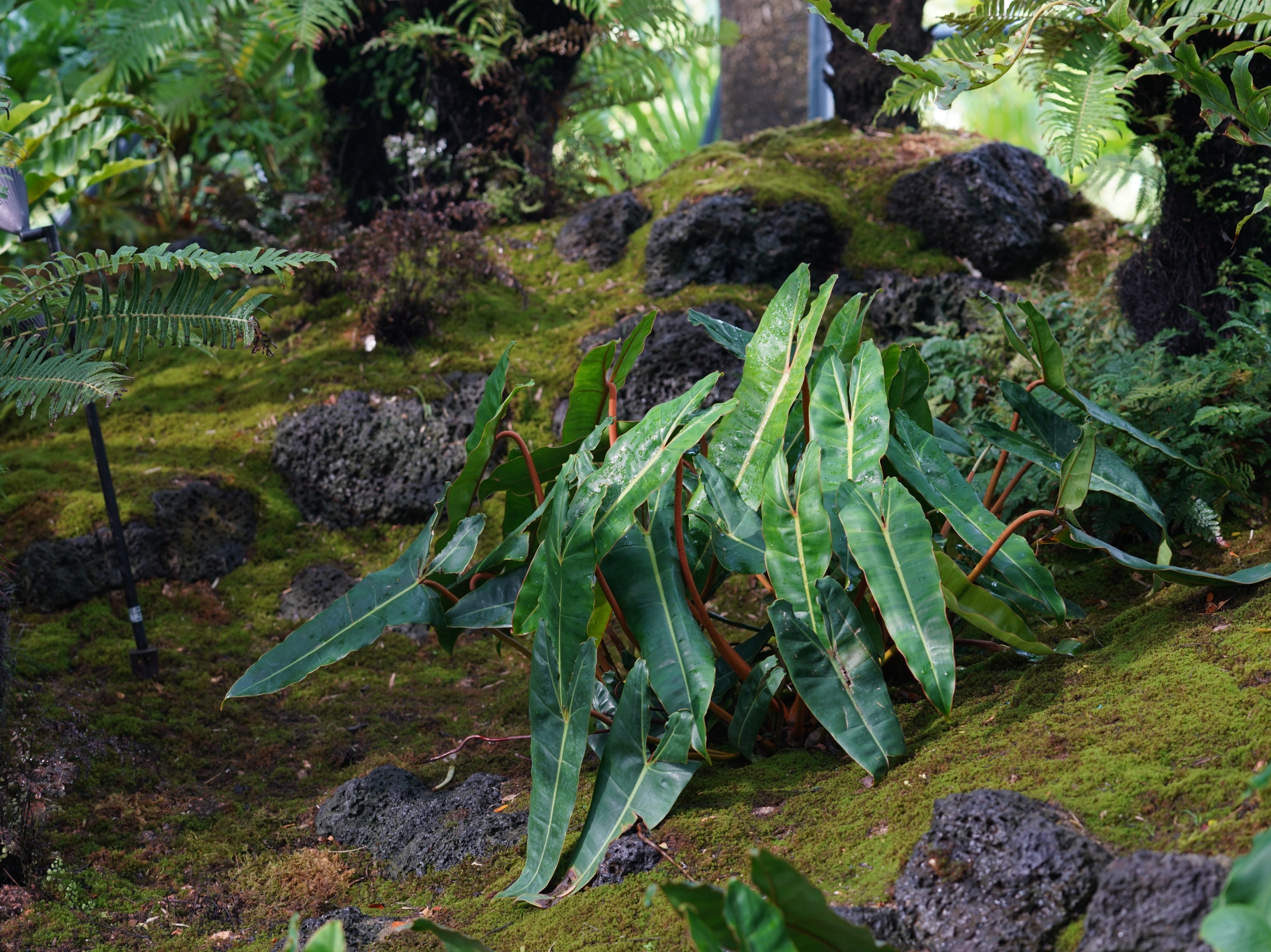 三亚海棠河生态公园（二期）·热带奇趣园丨中国三亚丨LOLA Landscape Architects B.V.-65