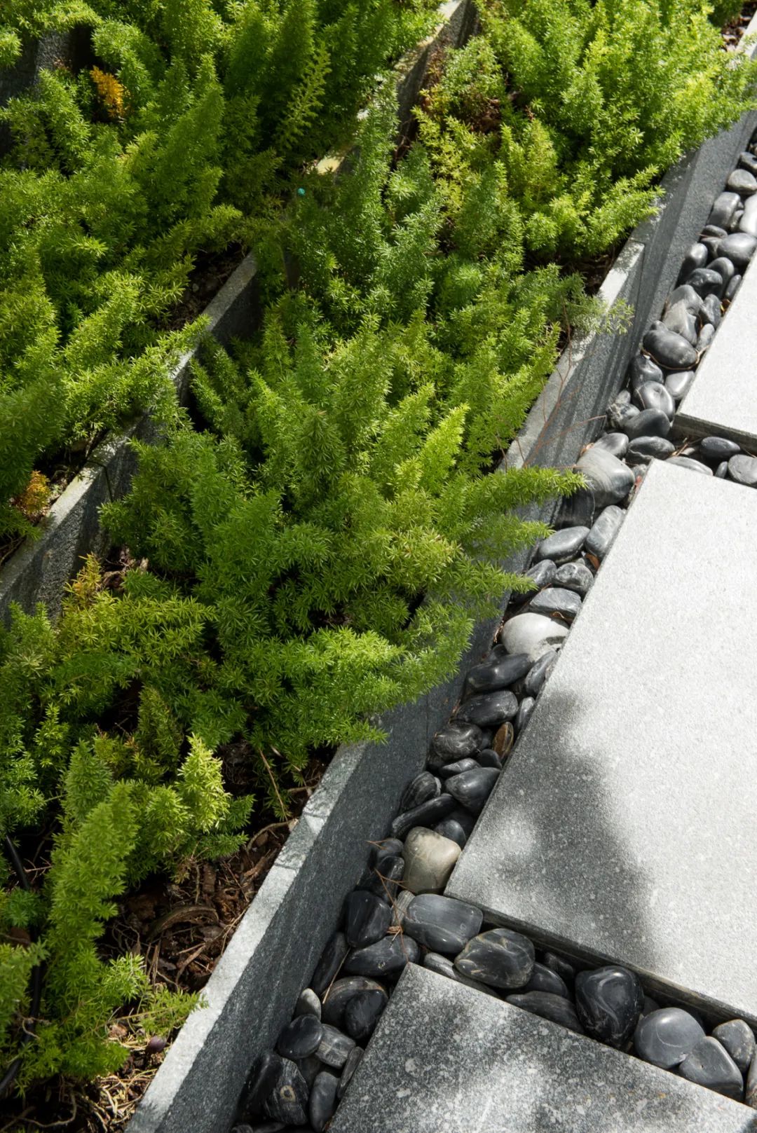 曼谷 Quarter 39 别墅景观 | 阶梯植栽与历史古树共生的绿色家园-47