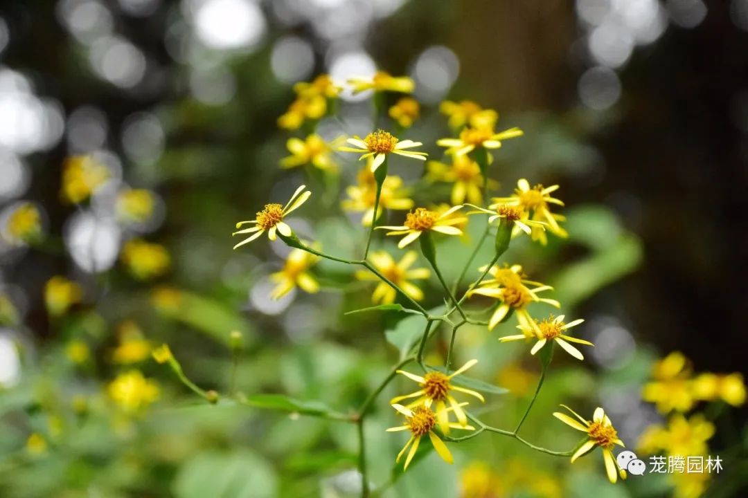 行走的茏腾人 | 深秋韶关的自然之美-64