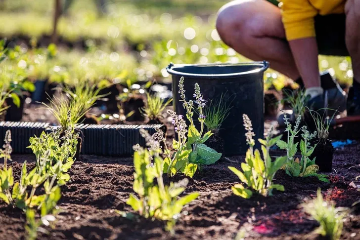 Vitra校园花园项目丨皮特·乌多夫(Pit Oudolf)-14