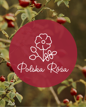 Rose lemonades - Visual Identity Redesign