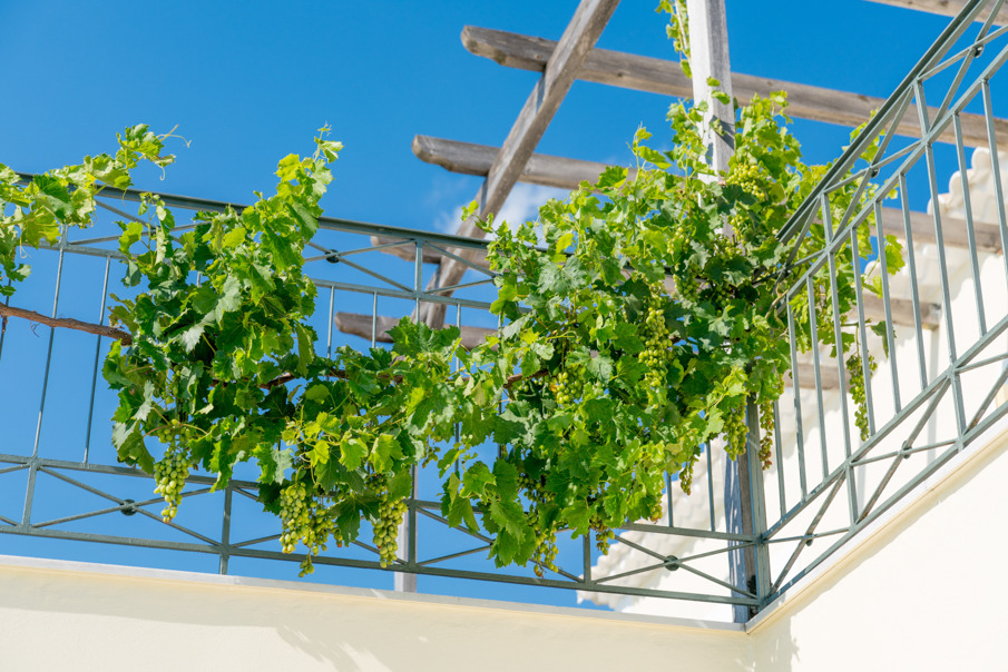 希腊 Navarino VILLA 多家庭住宅设计-49