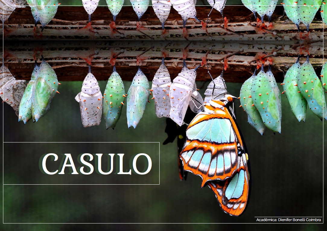 Casulo 项目-1