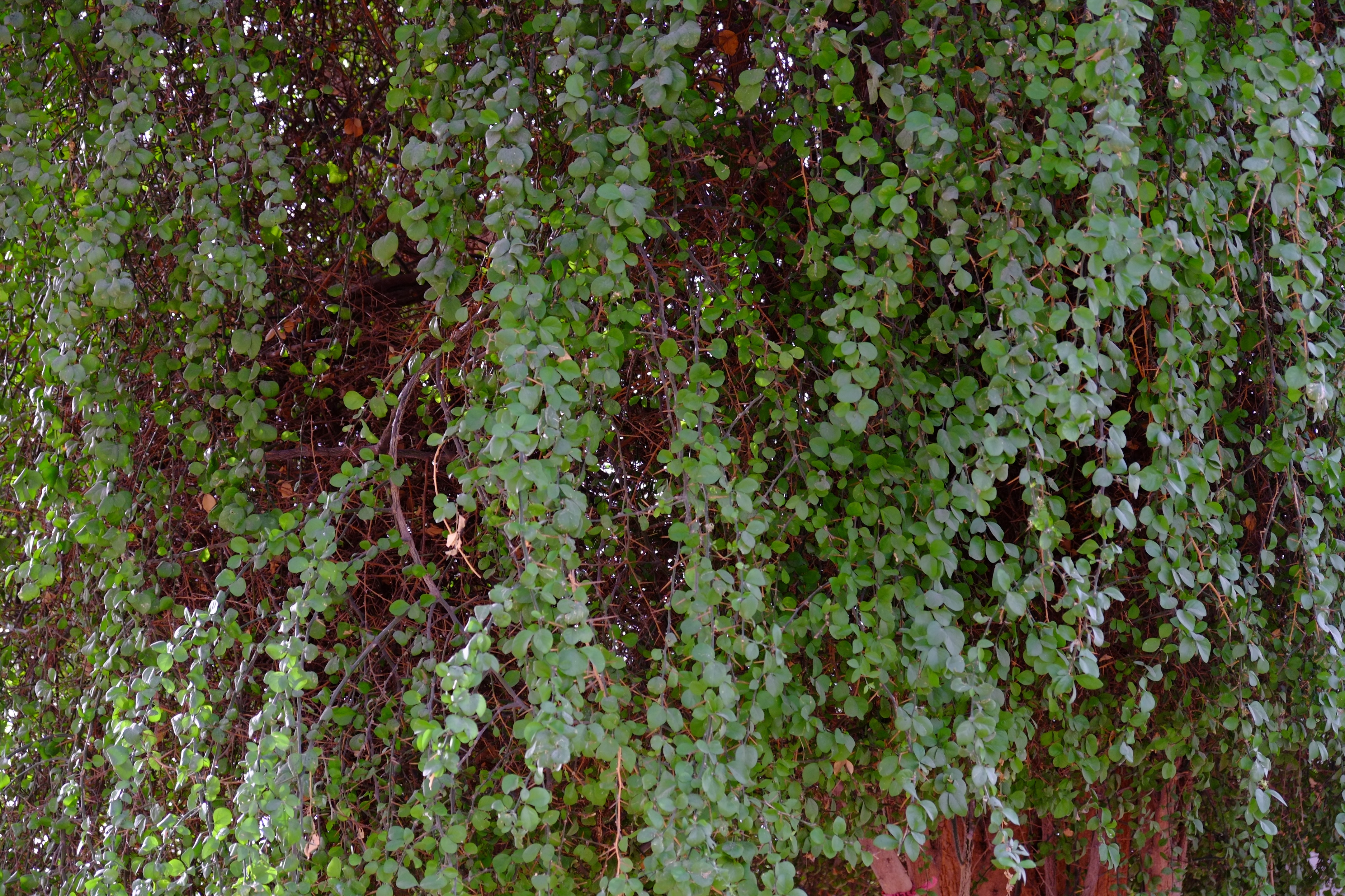 阿拉伯绿洲——迪拜亚拉巴马 ranchs 老入口景观升级-15