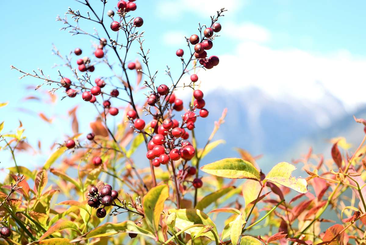 阿尔卑斯山间的五星级酒店改造-21
