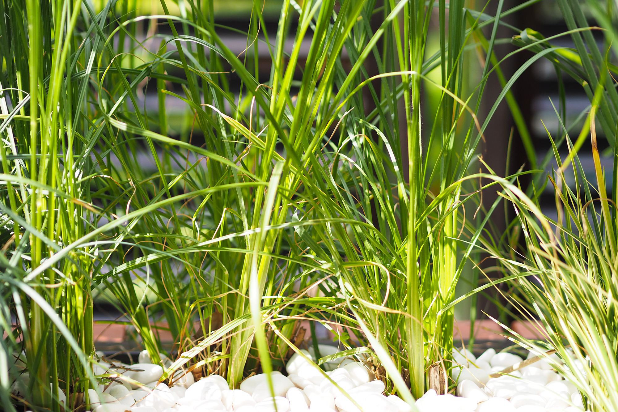 城市中的世外桃源-17